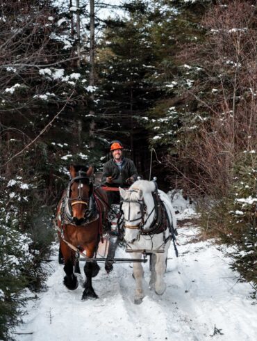 Scott Stevens is one of only about two dozen horse loggers left in the Pine Tree State.