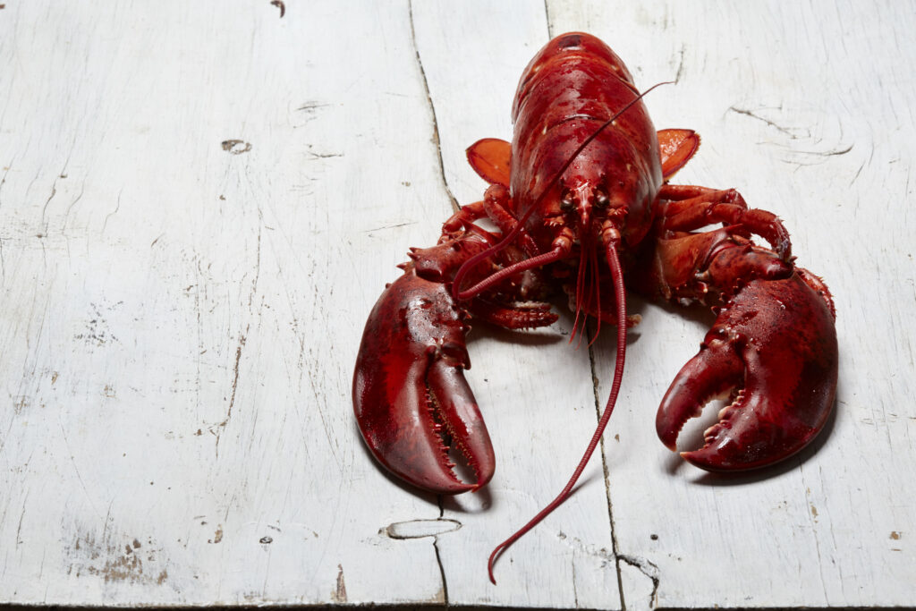 Lobster Roll27